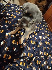 8 Silver Rotweiller/Shepard Mix Puppies - Photo 3