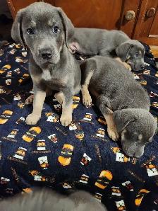 8 Silver Rotweiller/Shepard Mix Puppies - Photo 4