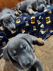 8 Silver Rotweiller/Shepard Mix Puppies - Photo 5
