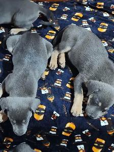 8 Silver Rotweiller/Shepard Mix Puppies - Photo 6