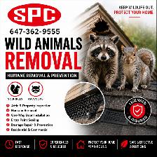 Wild Animal Removal | Raccoon & Squirrel Removal
