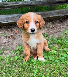 Golden Retriever/Lab puppies
