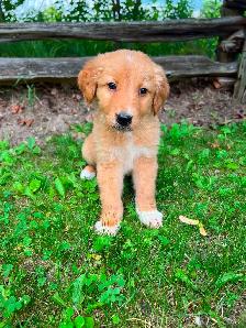 Golden Retriever/Lab puppies - Photo 2