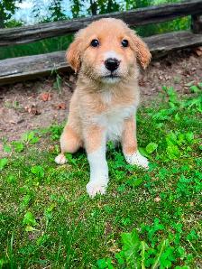 Golden Retriever/Lab puppies - Photo 3