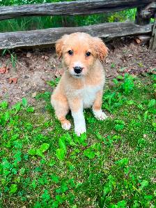 Golden Retriever/Lab puppies - Photo 4