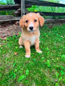 Golden Retriever/Lab puppies - Photo 5