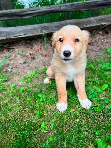 Golden Retriever/Lab puppies - Photo 6