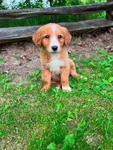 Golden Retriever/Lab puppies - Photo 7