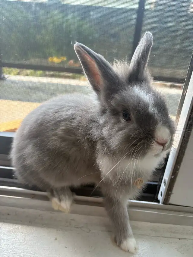 5 Month old bunny with all supplies