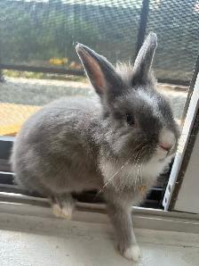 5 Month old bunny with all supplies