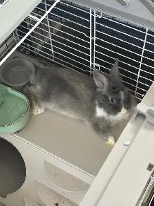 5 Month old bunny with all supplies - Photo 2
