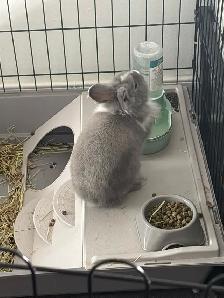 5 Month old bunny with all supplies - Photo 3