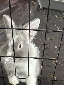 5 Month old bunny with all supplies - Photo 4