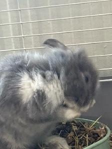 5 Month old bunny with all supplies - Photo 5