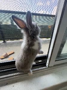 5 Month old bunny with all supplies - Photo 6