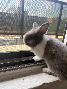 5 Month old bunny with all supplies - Photo 7