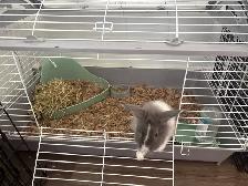 5 Month old bunny with all supplies - Photo 8