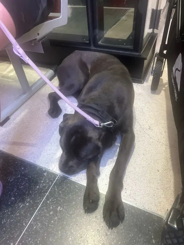 selling My nine months Cane Corso
