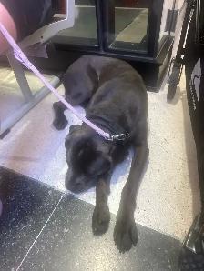 selling My nine months Cane Corso
