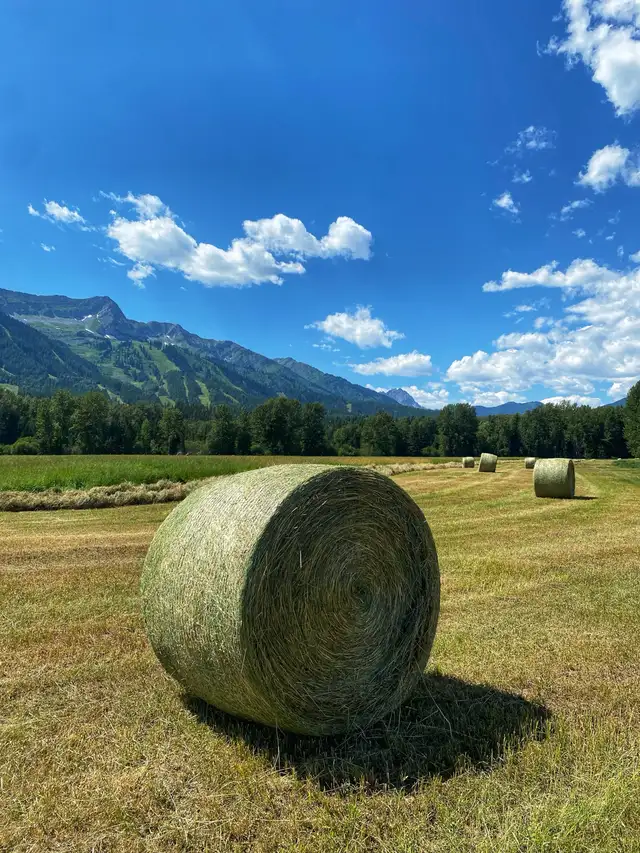 Top Quality Hay for sale
