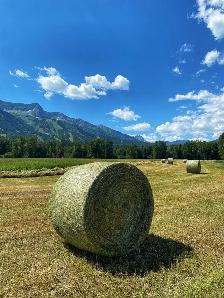 Top Quality Hay for sale