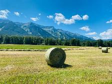 Top Quality Hay for sale - Photo 2