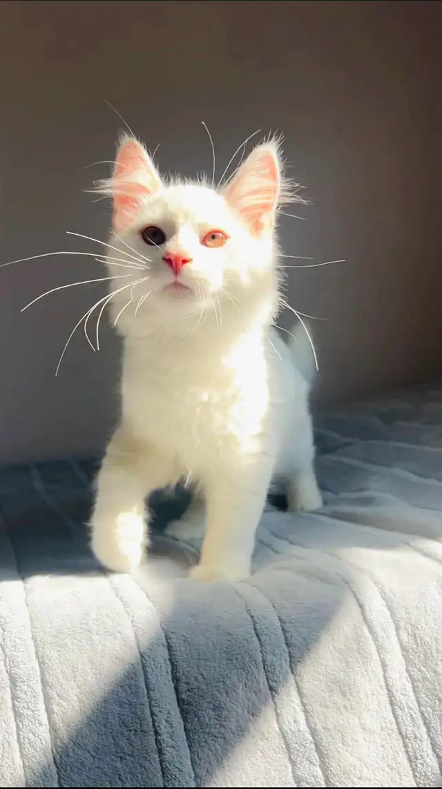 Siberian male kitty