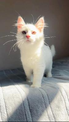 Siberian male kitty - Photo 5