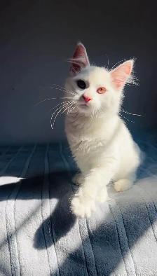 Siberian male kitty - Photo 6