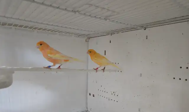 Canary Pair For Sale