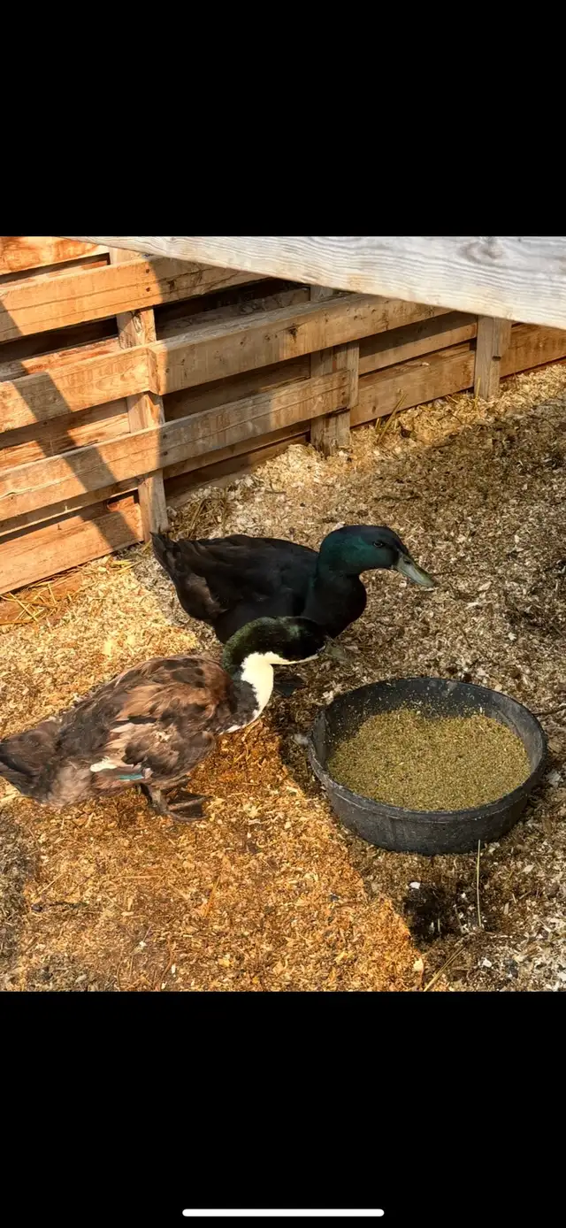 PET ducks