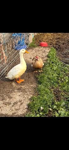 PET ducks - Photo 2