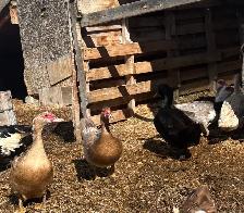 PET ducks - Photo 3
