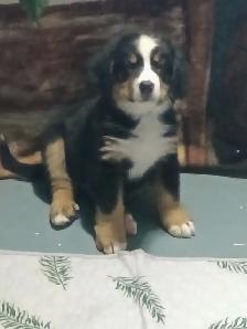 Hidden Hills Bernese
