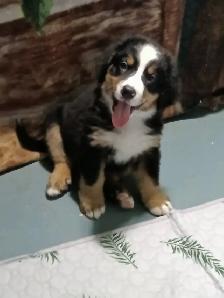 Hidden Hills Bernese - Photo 2