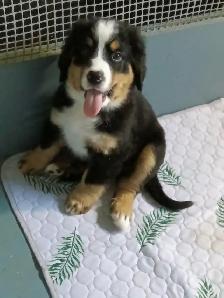 Hidden Hills Bernese - Photo 3