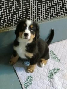 Hidden Hills Bernese - Photo 4