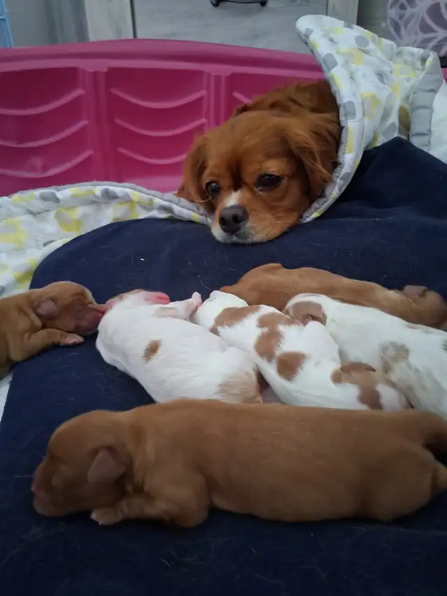 Quality Cavalier King Charles Spaniels Puppies w/ENS & ESI