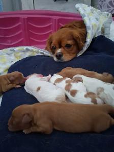 Quality Cavalier King Charles Spaniels Puppies w/ENS & ESI