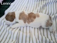 Quality Cavalier King Charles Spaniels Puppies w/ENS & ESI - Photo 2