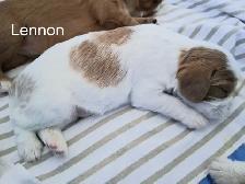 Quality Cavalier King Charles Spaniels Puppies w/ENS & ESI - Photo 3