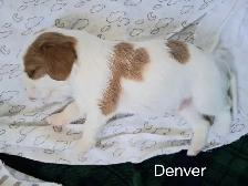 Quality Cavalier King Charles Spaniels Puppies w/ENS & ESI - Photo 4