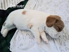 Quality Cavalier King Charles Spaniels Puppies w/ENS & ESI - Photo 5