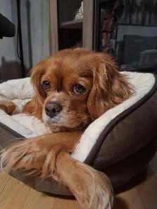 Quality Cavalier King Charles Spaniels Puppies w/ENS & ESI - Photo 6