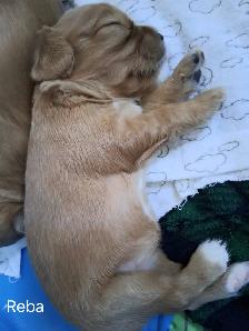 Quality Cavalier King Charles Spaniels Puppies w/ENS & ESI - Photo 7
