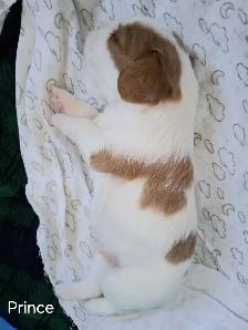 Quality Cavalier King Charles Spaniels Puppies w/ENS & ESI - Photo 9