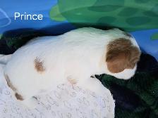 Quality Cavalier King Charles Spaniels Puppies w/ENS & ESI - Photo 10