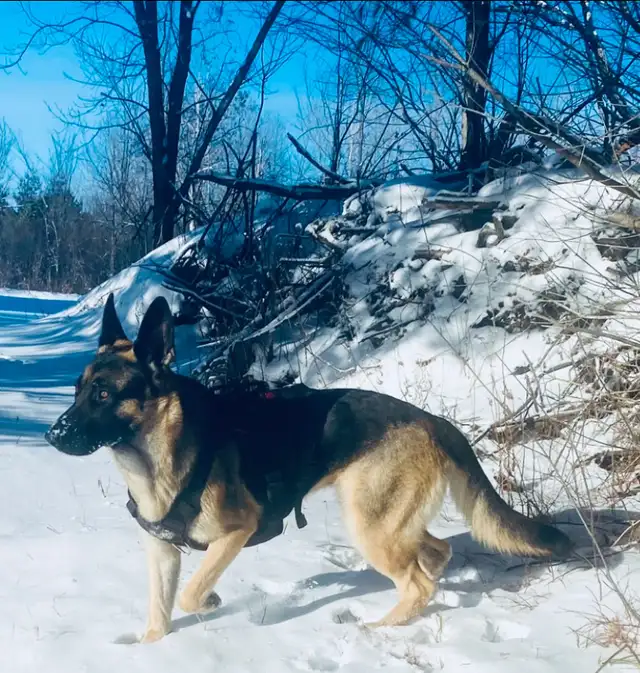 German Shepherd Puppies – Family Raised & Well Socialize