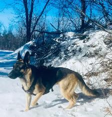 German Shepherd Puppies – Family Raised & Well Socialize