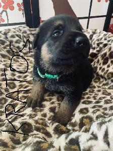 German Shepherd Puppies – Family Raised & Well Socialize - Photo 2